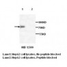 TRAP1 Antibody