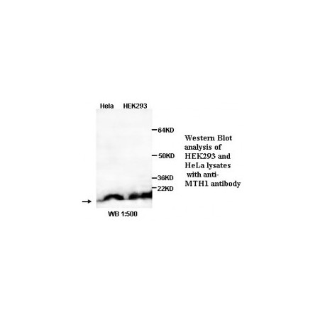  MTH1 Antibody