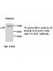  YSA1H Antibody