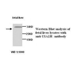  YSA1H Antibody