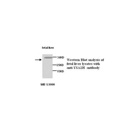  YSA1H Antibody
