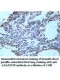 ADAMTS8 Antibody
