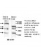 ADAMTS7 Antibody