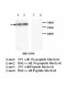 ABCE1 Antibody