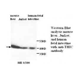 THIC Antibody