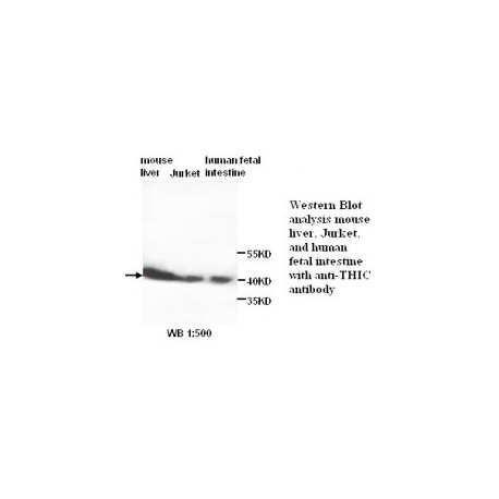 THIC Antibody