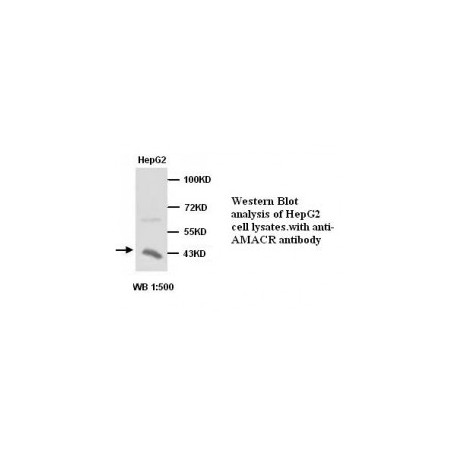 AMACR Antibody