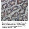 VWF Antibody
