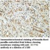Adiponectin Antibody