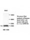 Adiponectin Antibody