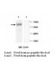 MAGI2 Antibody