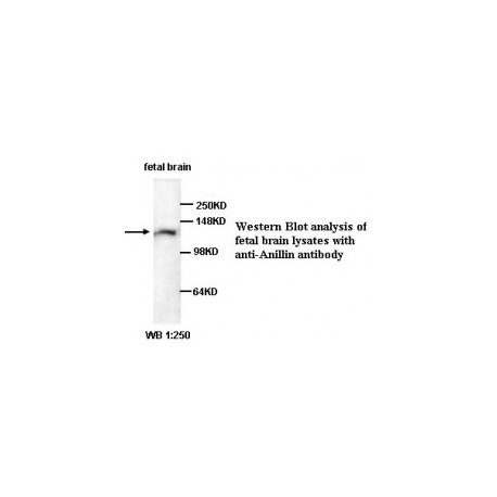 Anillin Antibody