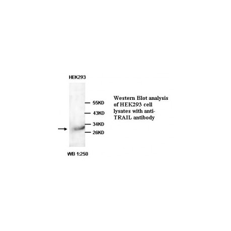 TRAIL Antibody