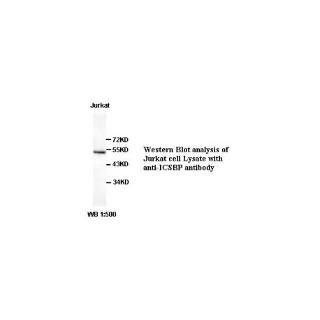 ICSBP Antibody