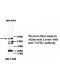 TGFB2 Antibody