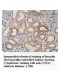 COX Iv Antibody