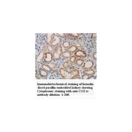 COX Iv Antibody