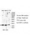 COX Iv Antibody