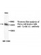 Cyclin-A1 Antibody