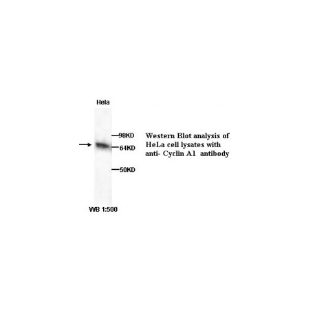 Cyclin-A1 Antibody