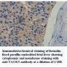 TAOK3 Antibody