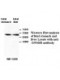 ZNF668 Antibody