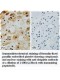 UBB Antibody