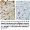 UBB Antibody