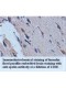 Apelin Antibody