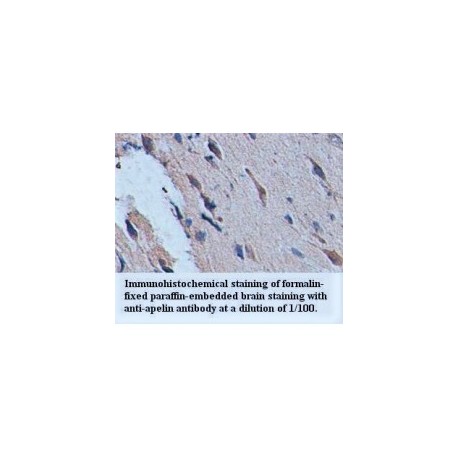 Apelin Antibody