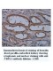 TBPL1 Antibody
