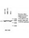 ATP5B Antibody