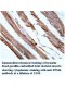 TPM4 Antibody