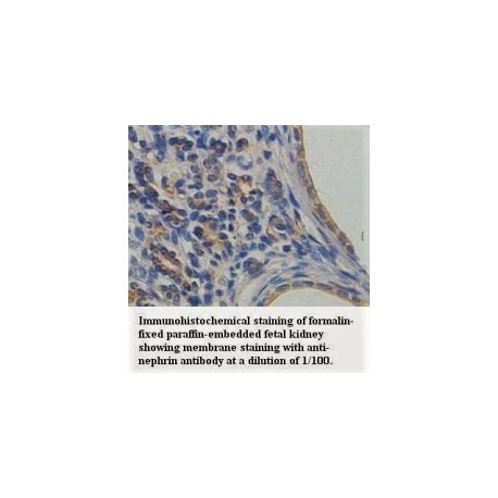 Nephrin Antibody