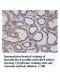 Vimentin Antibody