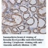 Vimentin Antibody
