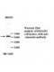 Vimentin Antibody