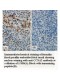 CCNA2 Antibody