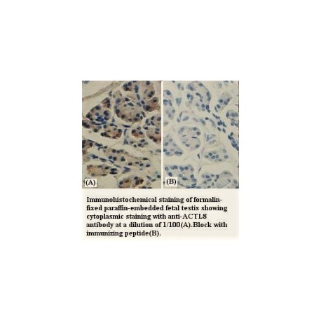 ACTL8 Antibody