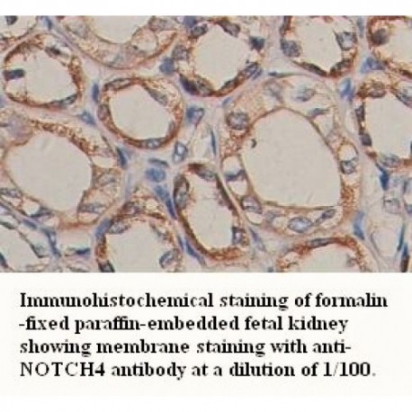 NOTCH4 Antibody