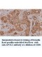 APOL1 Antibody