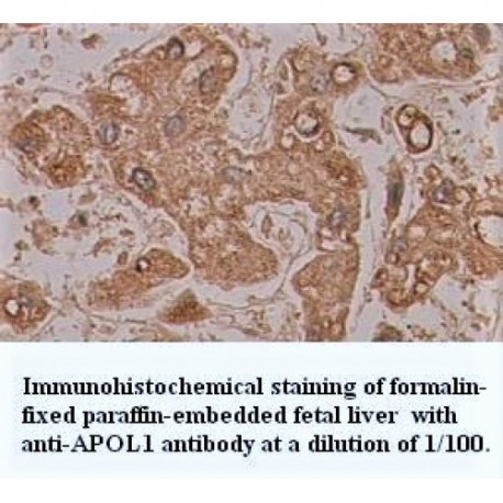 APOL1 Antibody