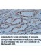 USF1 Antibody