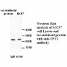 TPT1 Antibody