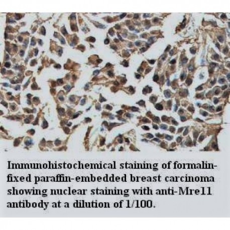 Mre11 Antibody