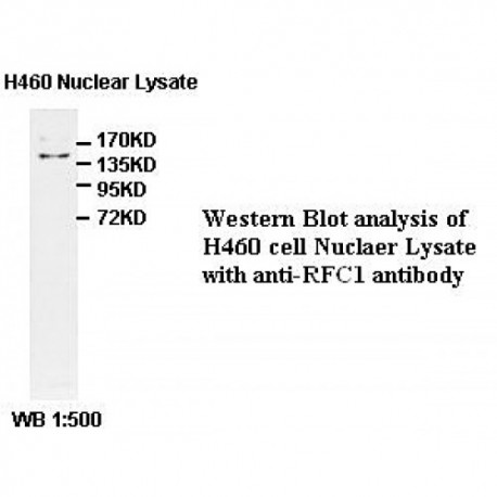 RFC1 Antibody