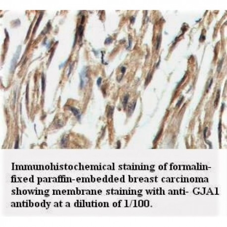 GJA1 Antibody