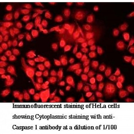 Caspase1 Antibody