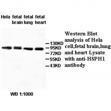 HSPH1 Antibody