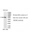 MDM2 Antibody